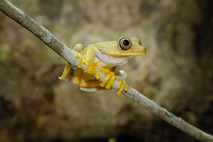 As night falls, Aldo and Steve join Vanessa, an expert biologist, in search of animals.