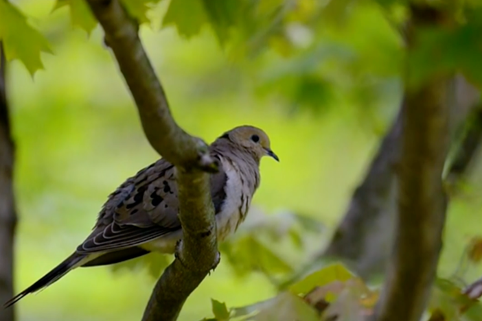 See how children are discovering nature in their own urban communities.