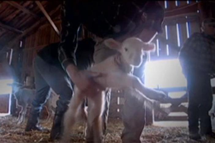Orphan and newborn lambs are coupled to mothers.