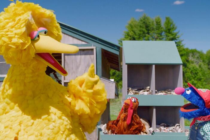 Big Bird is visiting his friend, Lottie, at the farm