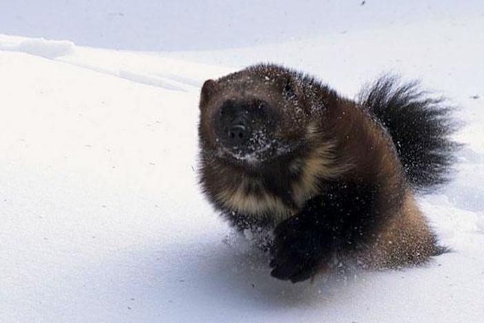 Catch a glimpse of "Wolverine: Chasing the Phantom," premiering on NATURE fall 2010.