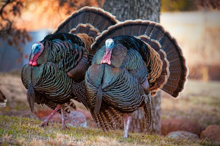 Wild turkeys descend on urban areas becoming a nuisance to neighbors.