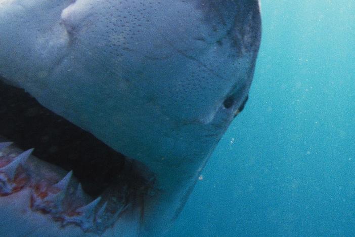 Will analyzing the hunting instincts of this endangered predator reduce deadly attacks?