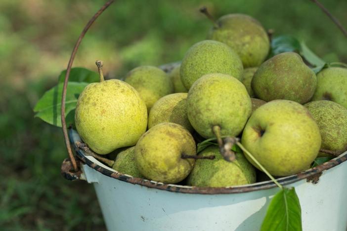 Vivian and her family pluck pears from a tree that’s been in the family for 100 years.