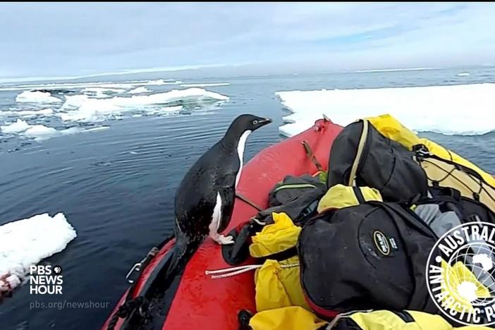Scientists had an unexpected visitor while cruising through the waters of Antarctica.