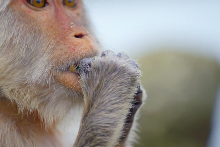 These monkeys are exceptional tool-users, which are having some surprising consequences.