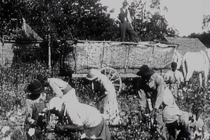 Like many poor Black children, Fannie Lou Hamer began picking cotton at a young age.