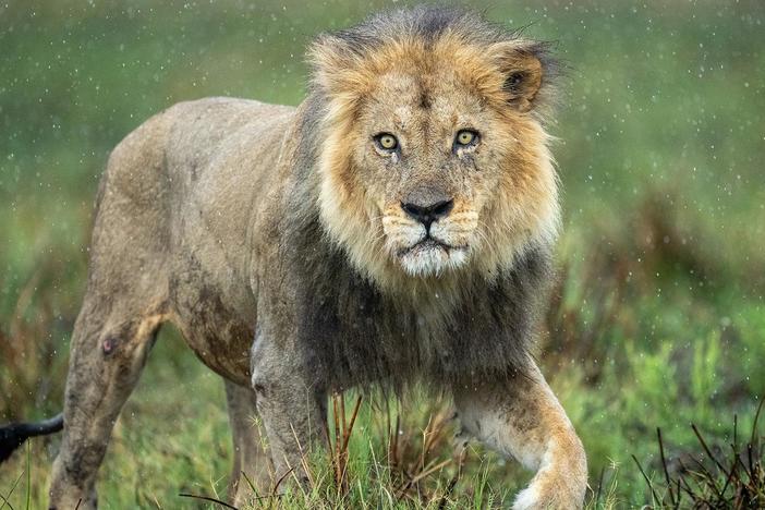 The change of seasons brings turmoil and tough choices to the three big cat families.