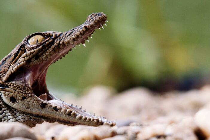 A disturbance from a mischievous Nile monitor sets off a mass hatching event.