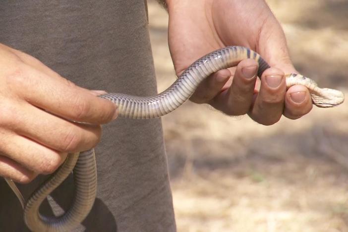 Wildlife cameraman Bob Poole and team go face-to-face with a spitting cobra.