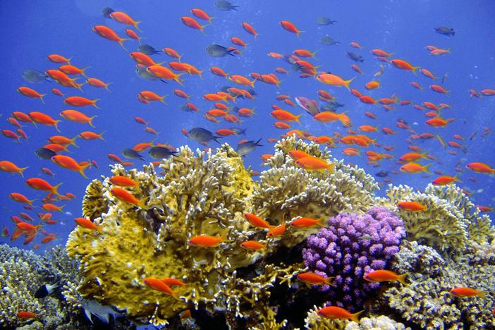 The future of ocean life is bleak if we don't cut carbon emissions