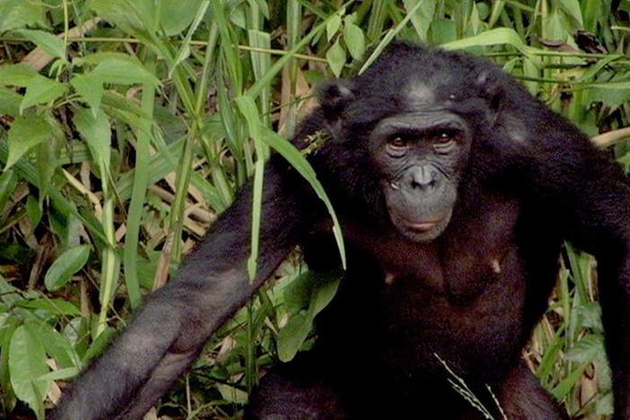 Primatologist Brian Hare sees whether a bonobo can solve a puzzle to get a slice of apple.