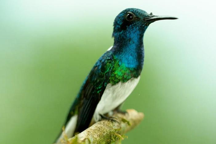 To avoid harassment from males, some female White-necked Jacobins have a solution.