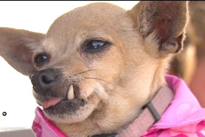 For these homeless individuals, comfort comes with a collar