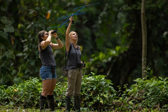 Climb into the jungle canopy with Tamara Ávila Atagua as she builds life-saving bridges for sloths.
