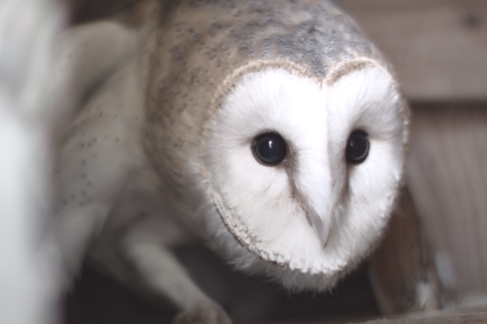 Wildlife Filmmaker Ana Salceda made an unlikely companion during the coronavirus pandemic.