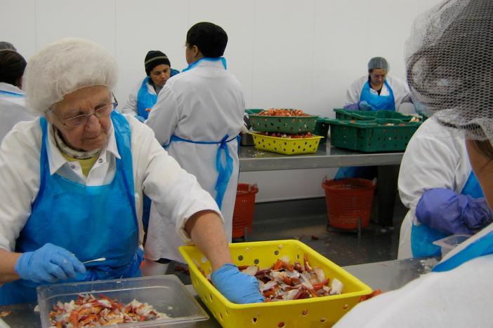 Downeast is Antonio Bussone's journey of building and operating a Maine lobster factory.