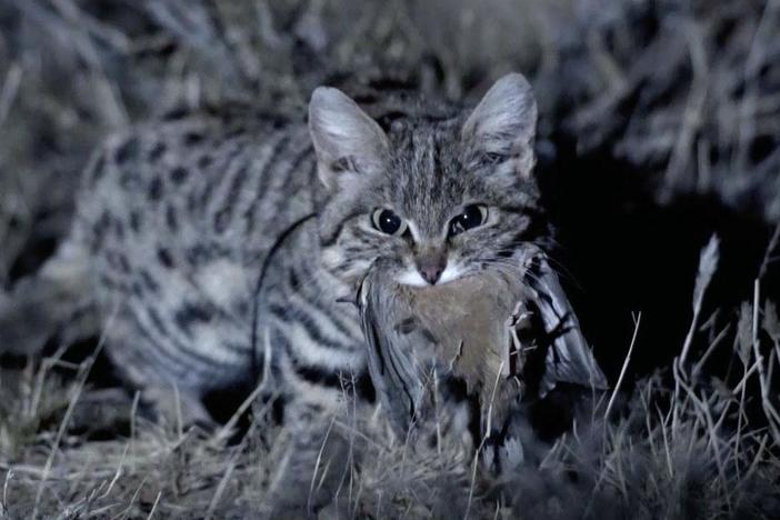 Black-footed cats may be small but they have a 60 percent hunting success rate.
