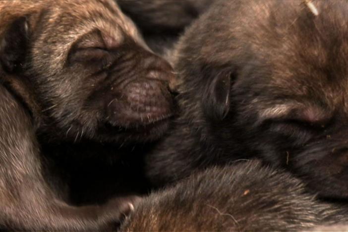 Scientists compare wolf pups living outside Chernobyl with those living inside the zone.
