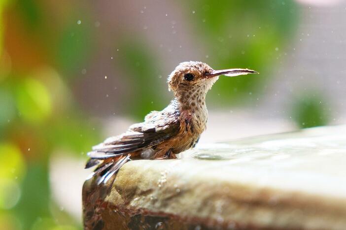 Follow a woman’s transformative journey as she nurtures wounded hummingbirds.