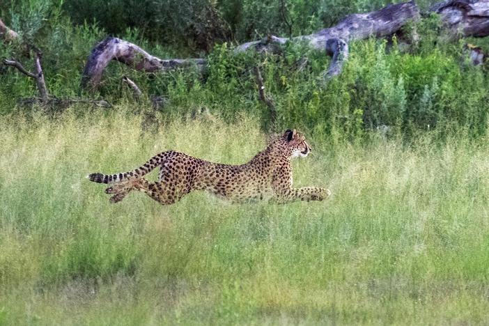 This mother cheetah's name Phefo means 'wind,' and you'll know why when you see her run.