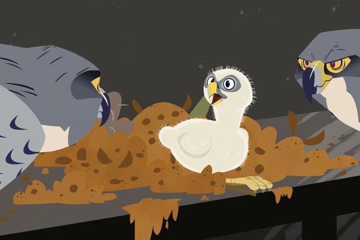 Chris and Martin encounter a peregrine falcon nest in the city – with a hatchling inside!