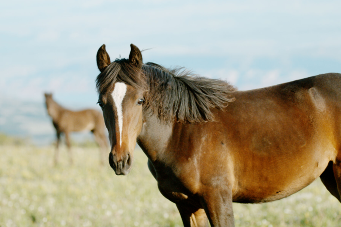Meet the uniquely American horse breeds that helped shape our nation.