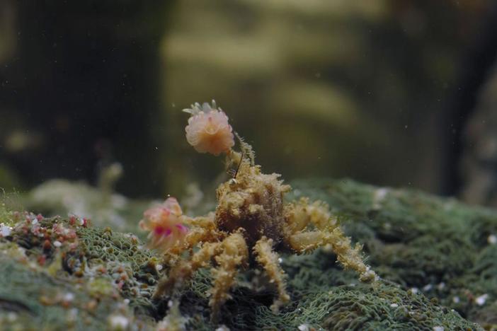 This tiny shellfish uses fists for self defense.