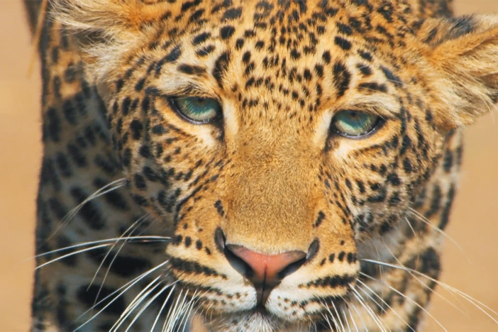 After a number of failed attempts, a young leopard gains the skills needed to catch birds.