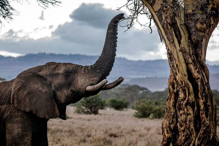 How wildlife corridors can support Africa’s iconic animals