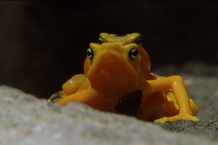 The Panamanian Golden Frog has an unusual method of warning rivals and attracting mates. 
