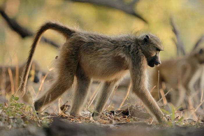 Baboons are the eyes and ears of the woodlands.