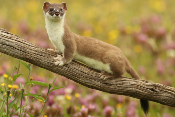 Discover the truth about the infamous weasel family.