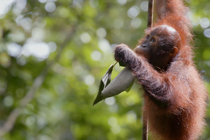 Orphan orangutans receive a special lesson from their human carers.