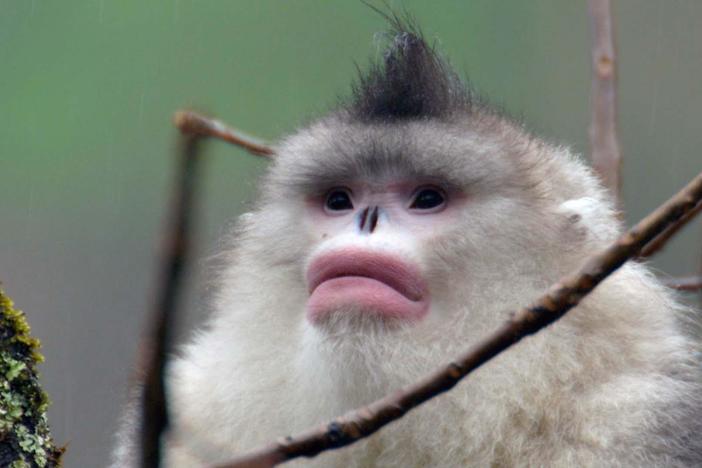The rare snub-nosed monkeys endure freezing temperatures in the frozen forest of Yunnan.
