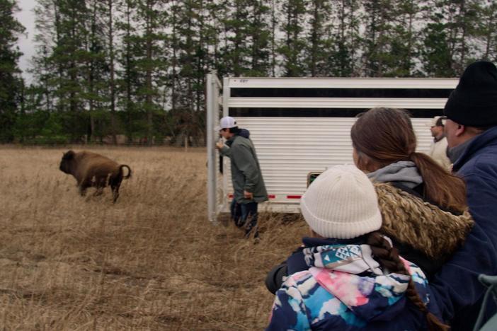 Homecoming follows Jason Baldes as he leads historic transfers of bison to Tribal lands.