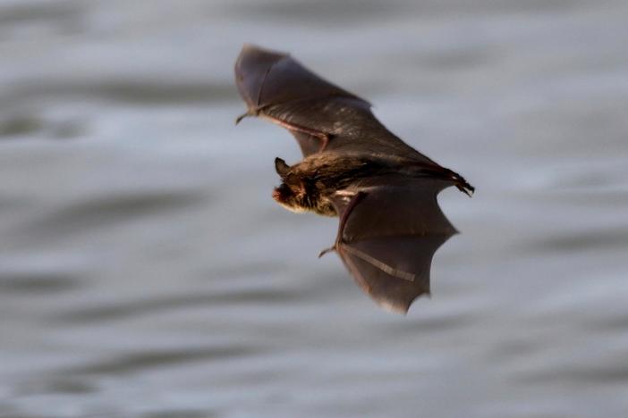 Scientists search for ways to battle deadly fungus devastating North America’s bats