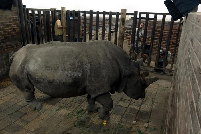 Nabire passed away just days after her photo shoot with Joel Sartore.
