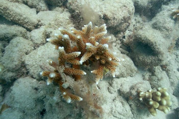 Marine biologists scramble for solutions to prevent coral from dying due to climate change