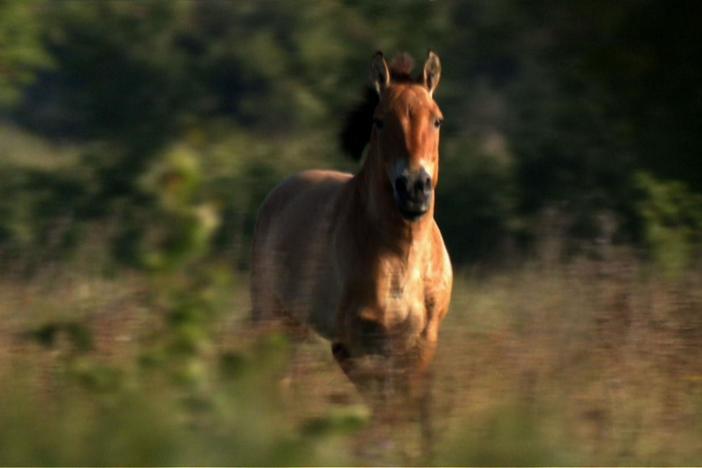Przewalski's horses have been released in the zone, to restore the land's biodiversity.