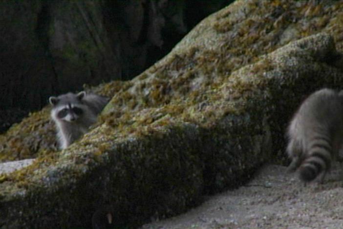 The trials and tribulations that come with trying to film raccoons in the pitch black.