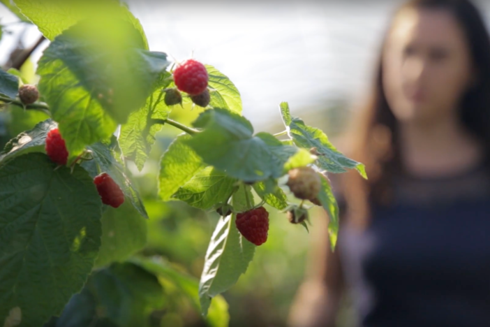Are Raspberries the world's most delicate fruit?
