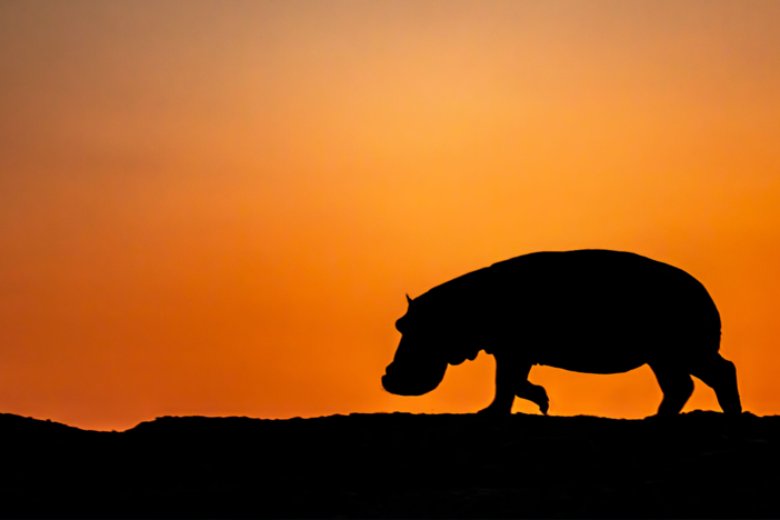 Discover the true character of one of the planet’s largest land mammals, the hippo bull.