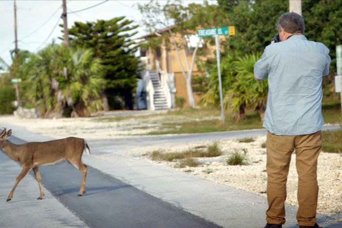While white-tailed deer are overabundant, the key deer subspecies's numbers are in decline
