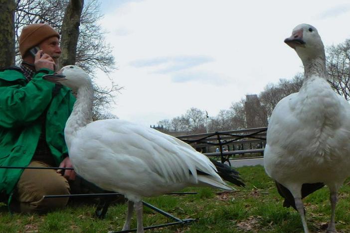 Neil Rettig and Laura Johnson search for their trained snow geese in Brooklyn.