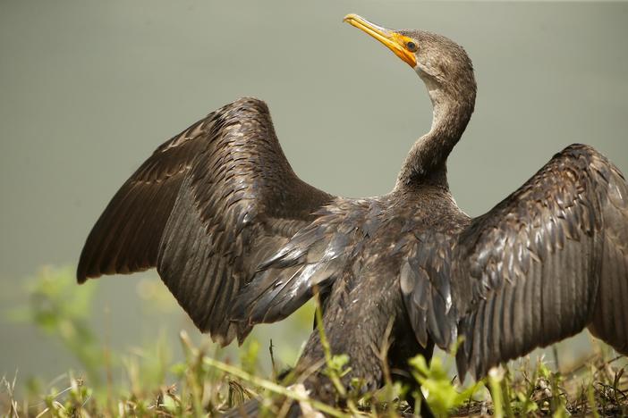 'Nature: American Spring LIVE' tracks the change of seasons
