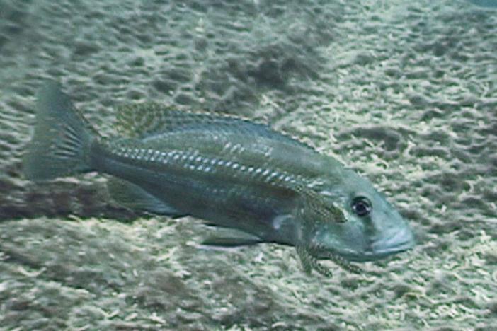 Cichlids are a wonder of evolution. These cichlids use a unique mouth breeding  behavior.