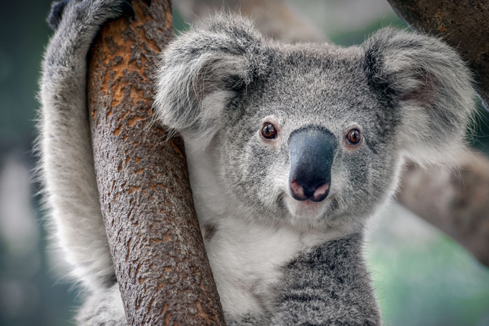 Footage reveals that koalas are anything but lazy at night.