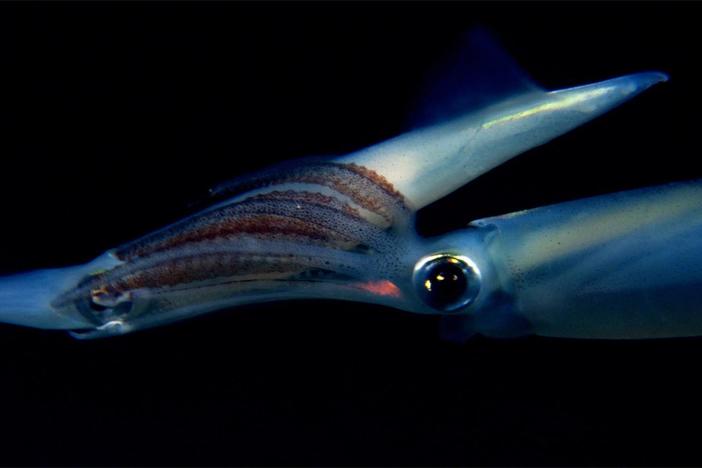When mating, a male opalescent squid grabs a female and his tentacles flush red.