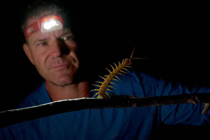 Travel to the Guiana Shield, where Steve Backshall searches for new wildlife.